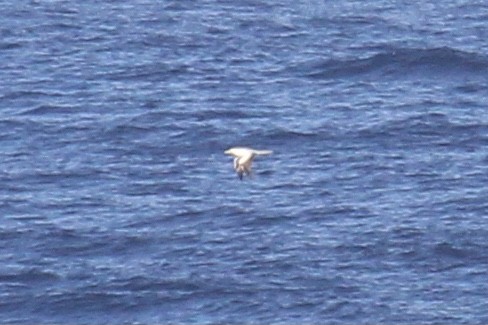 Red-footed Booby - ML424929781