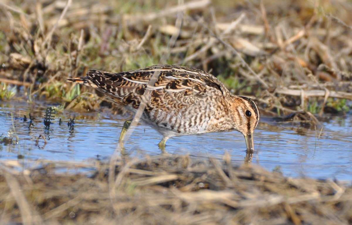 bekasina severoamerická - ML424929801