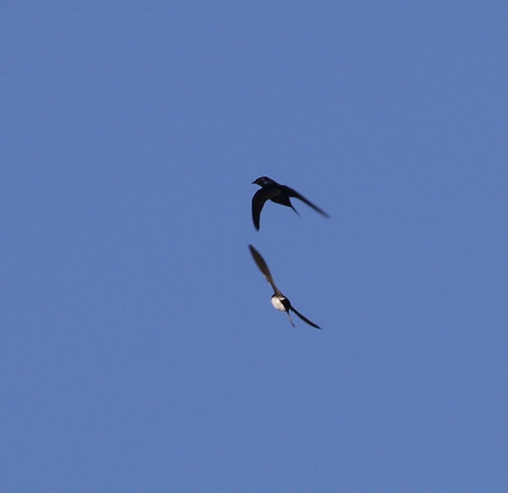 Purple Martin - Robert Hugo Reijm