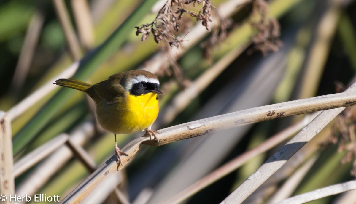 Common Yellowthroat - ML42493041