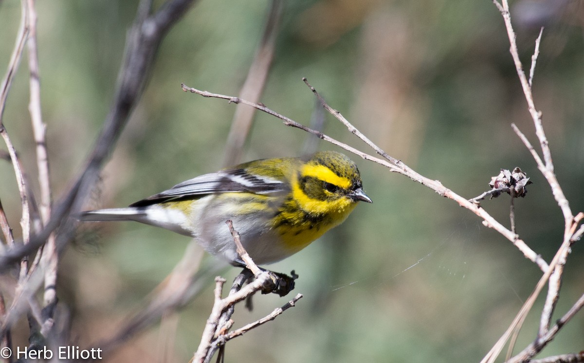 Townsend's Warbler - ML42493091