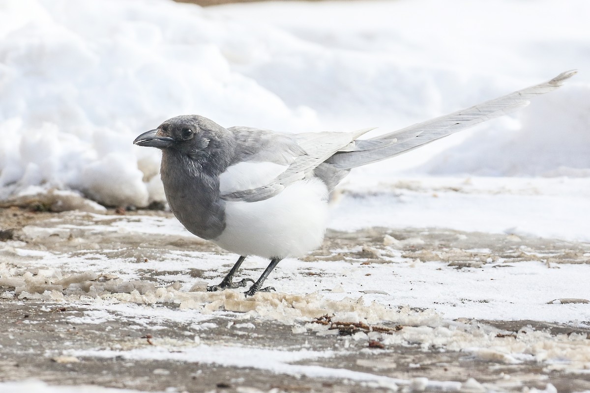 Black-billed Magpie - ML424933081
