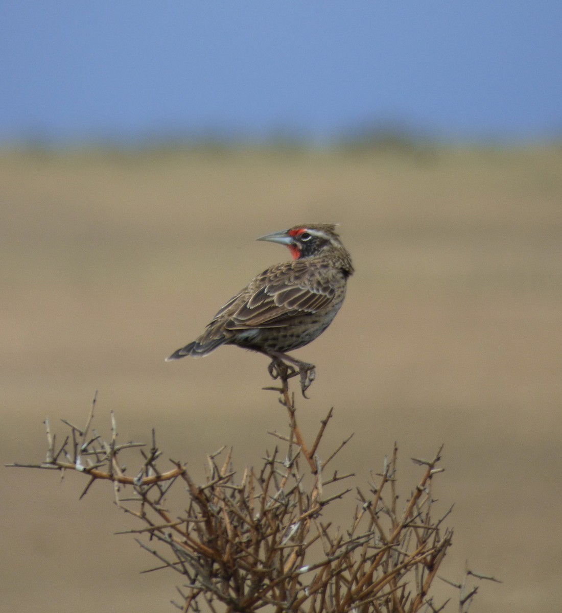 Long-tailed Meadowlark - ML424933391