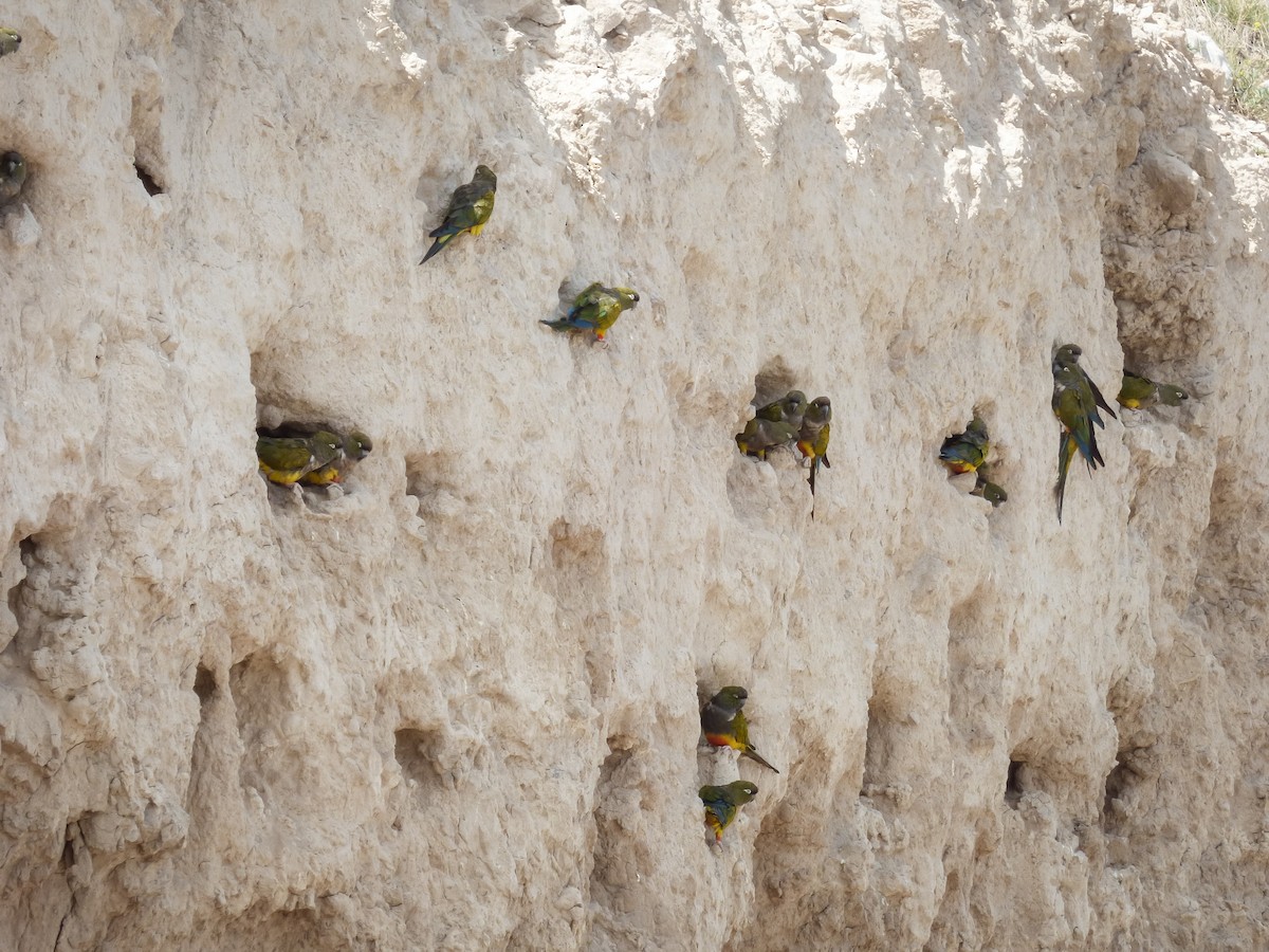 Burrowing Parakeet - Eduardo Carranza