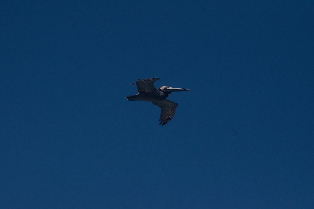 Brown Pelican - ML424934841