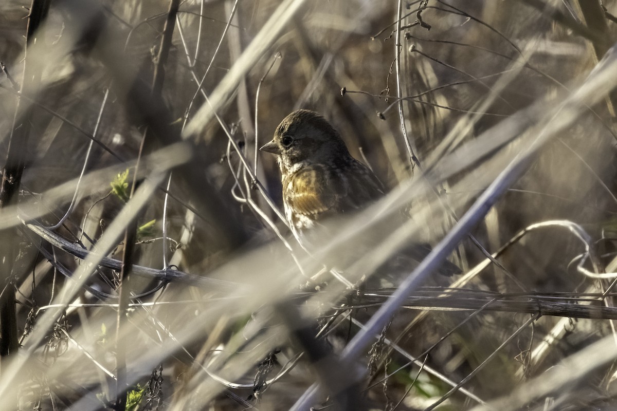 Fox Sparrow - ML424935051