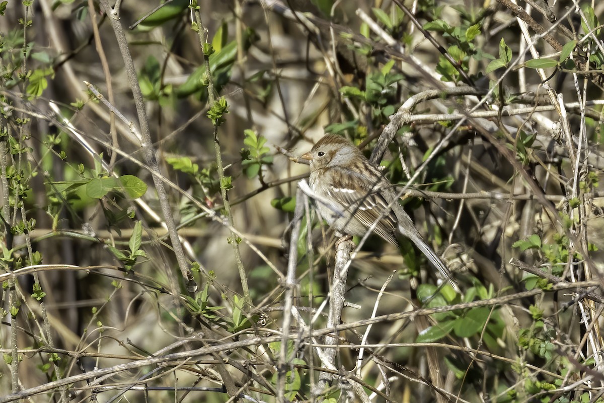 Field Sparrow - ML424935101