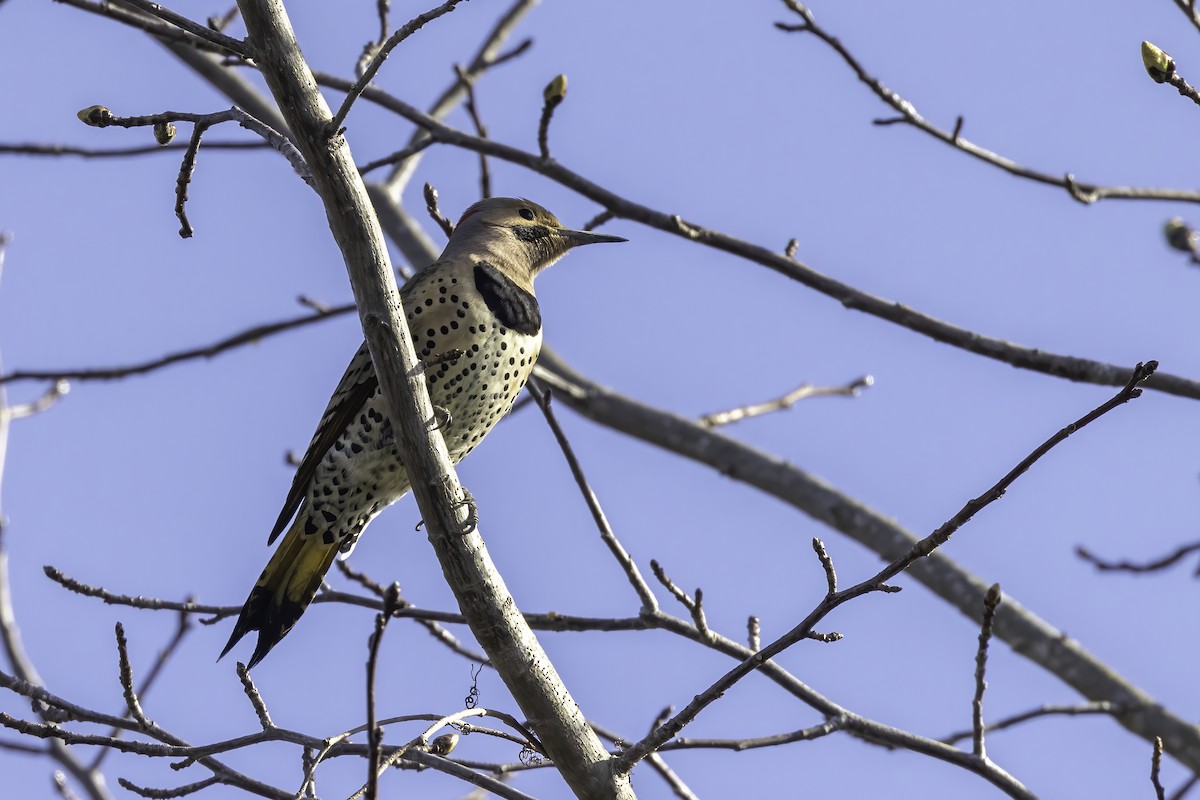 Northern Flicker - ML424935251