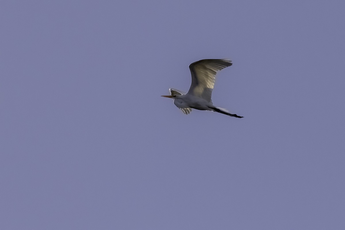 Great Egret - ML424935401