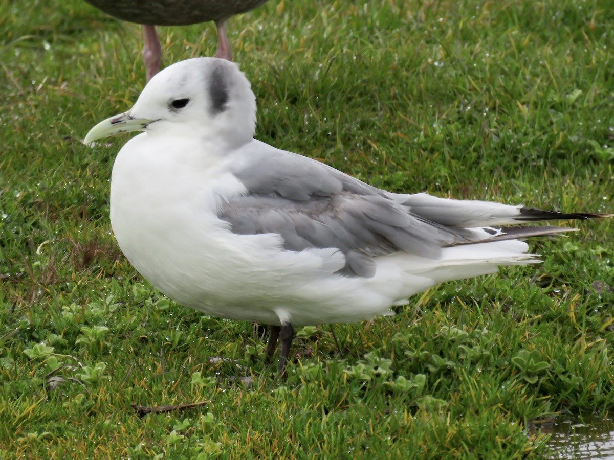 Black-legged Kittiwake - ML424935771