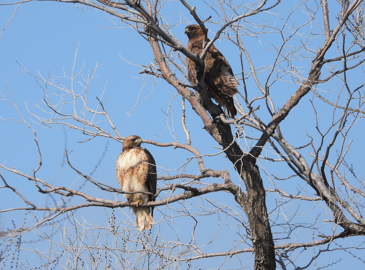 Red-tailed Hawk - ML424937721