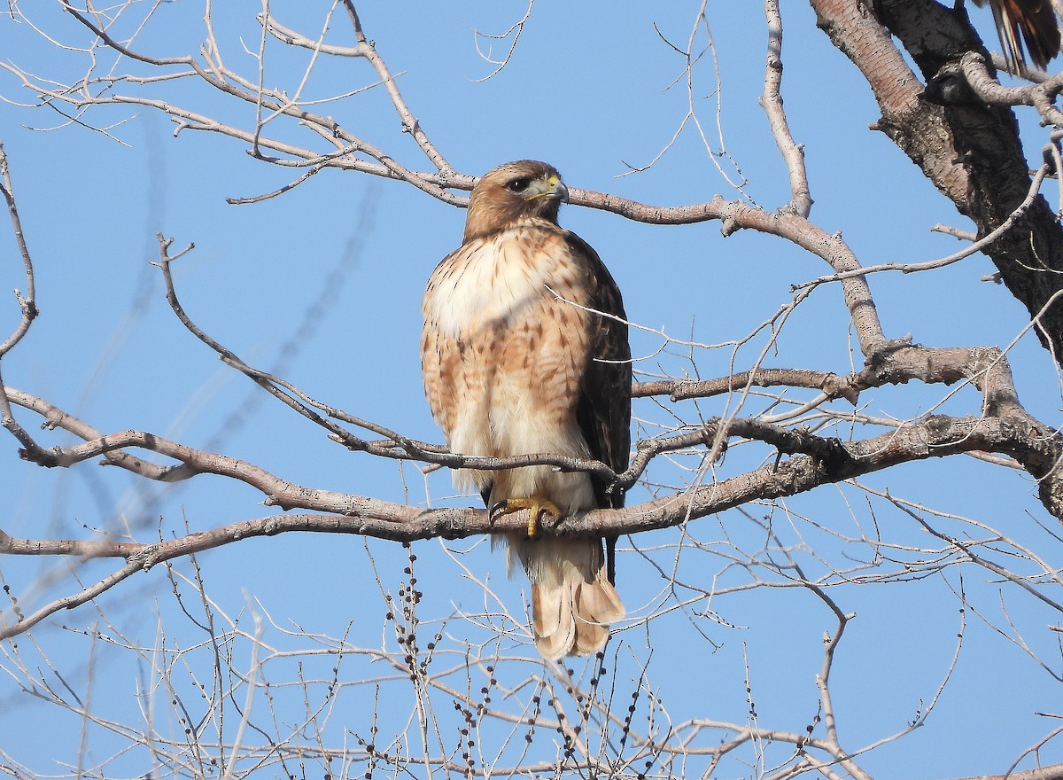 Red-tailed Hawk - ML424937751