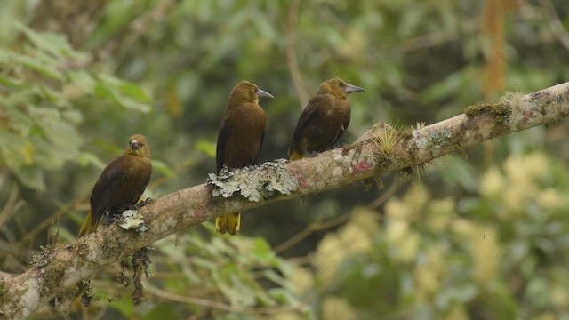 Russet-backed Oropendola - ML424938191