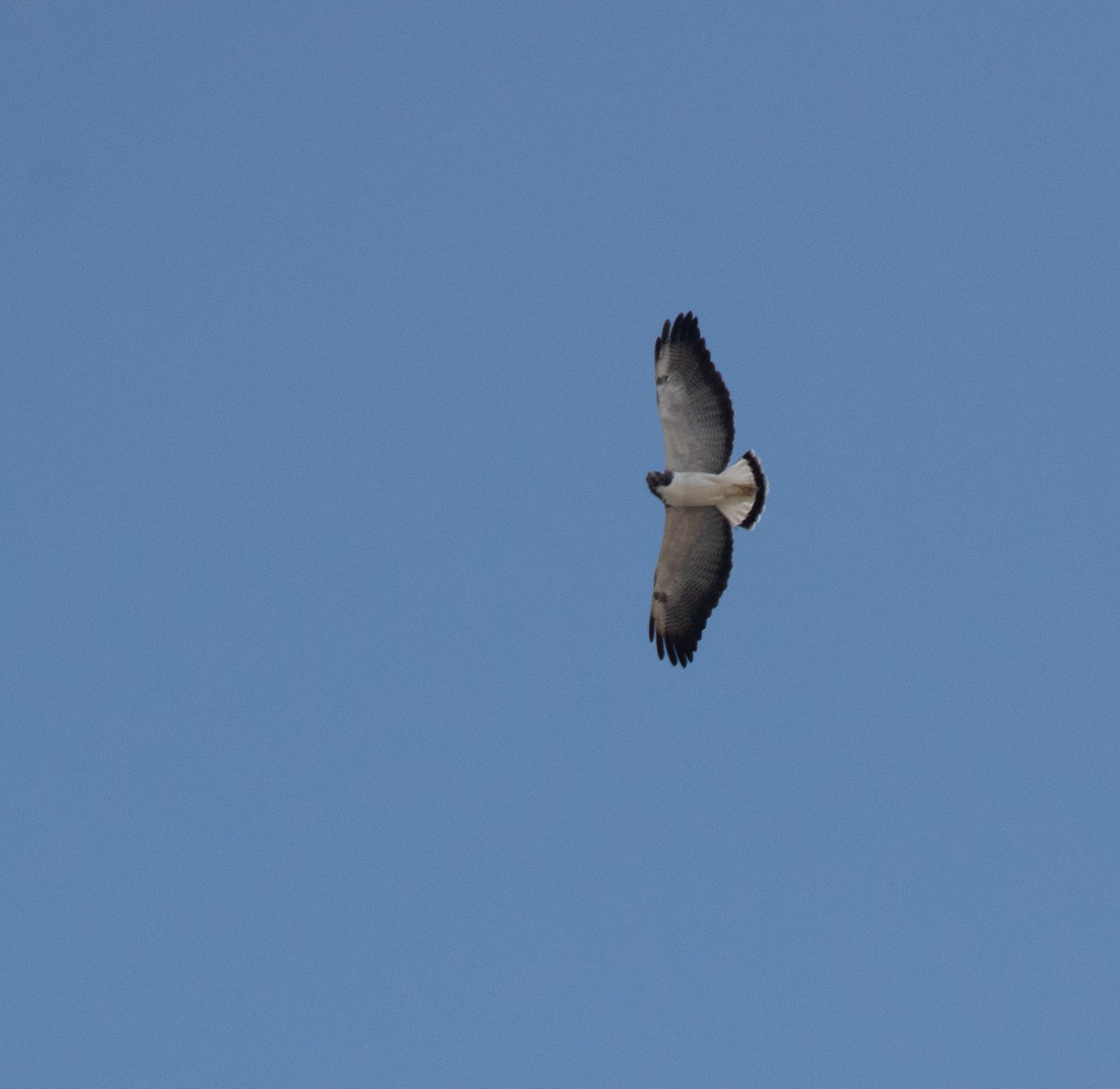 White-tailed Hawk - ML424938211