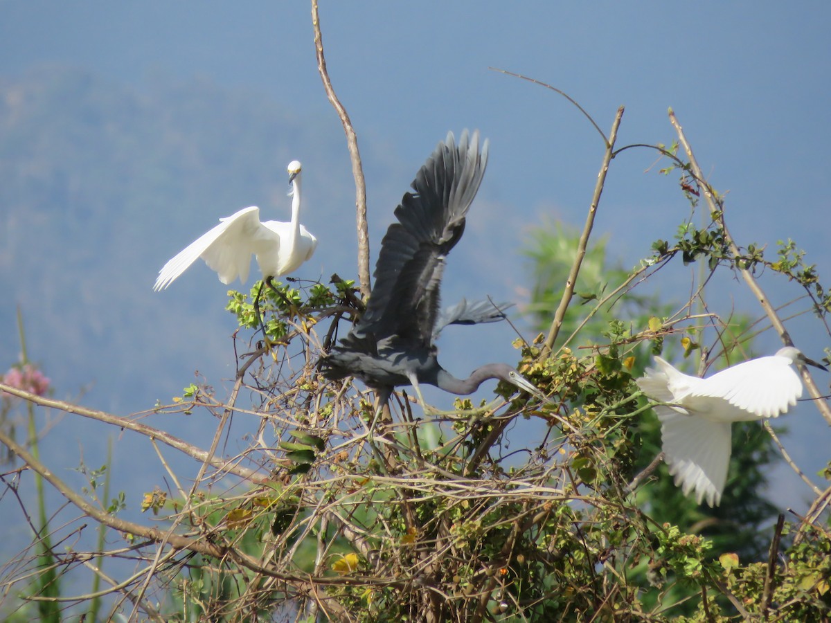 Little Blue Heron - ML424940411