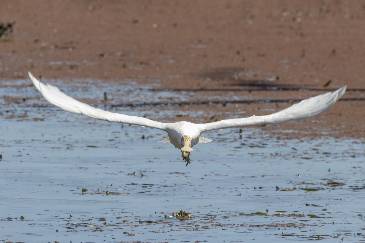 Yellow-billed Spoonbill - Andreas Heikaus