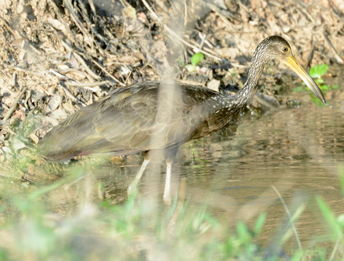 Limpkin - Neil Wingert