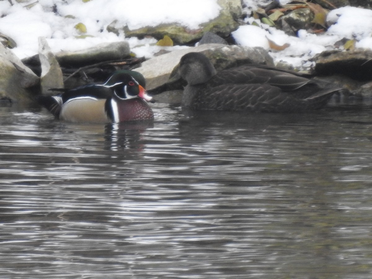 Wood Duck - ML42494881