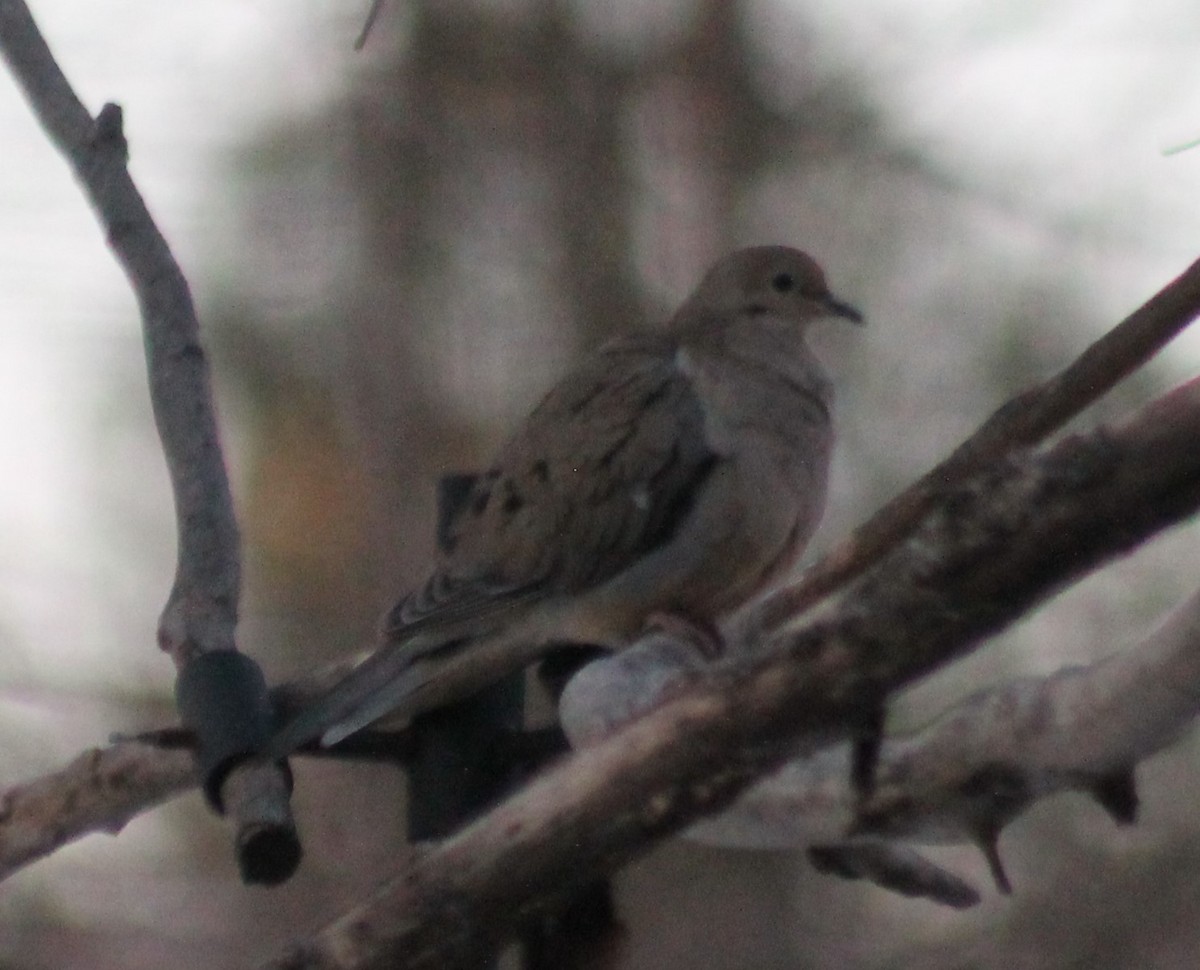 Mourning Dove - ML424950021