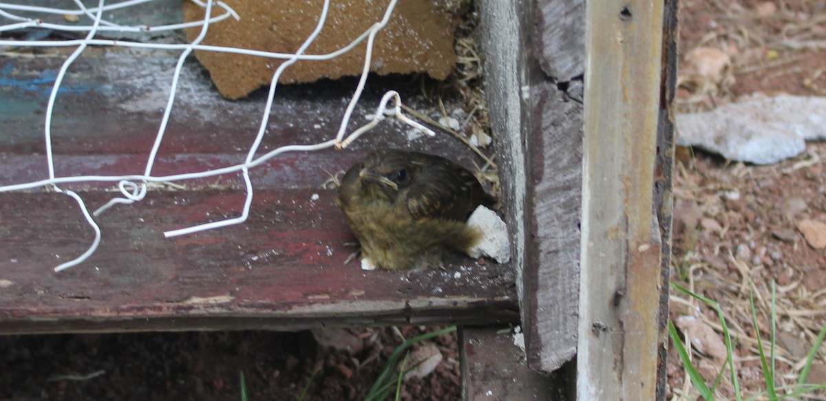Clay-colored Thrush - ML424950031