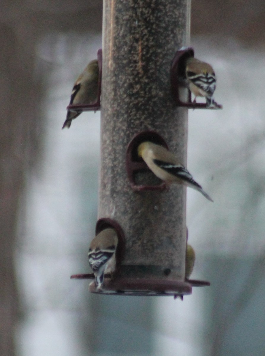 American Goldfinch - John Stromberger