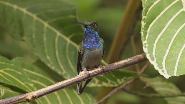 Green-backed Hillstar - ML424951461