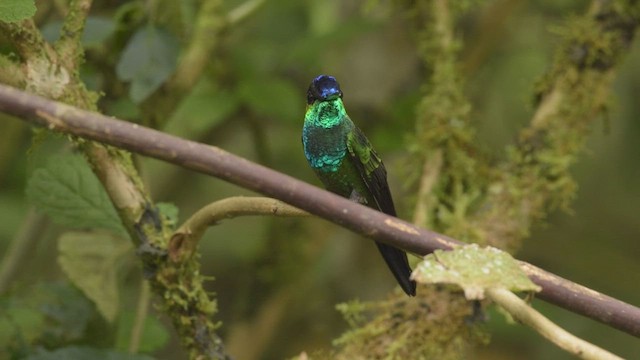 kolibřík fialovočelý - ML424952021
