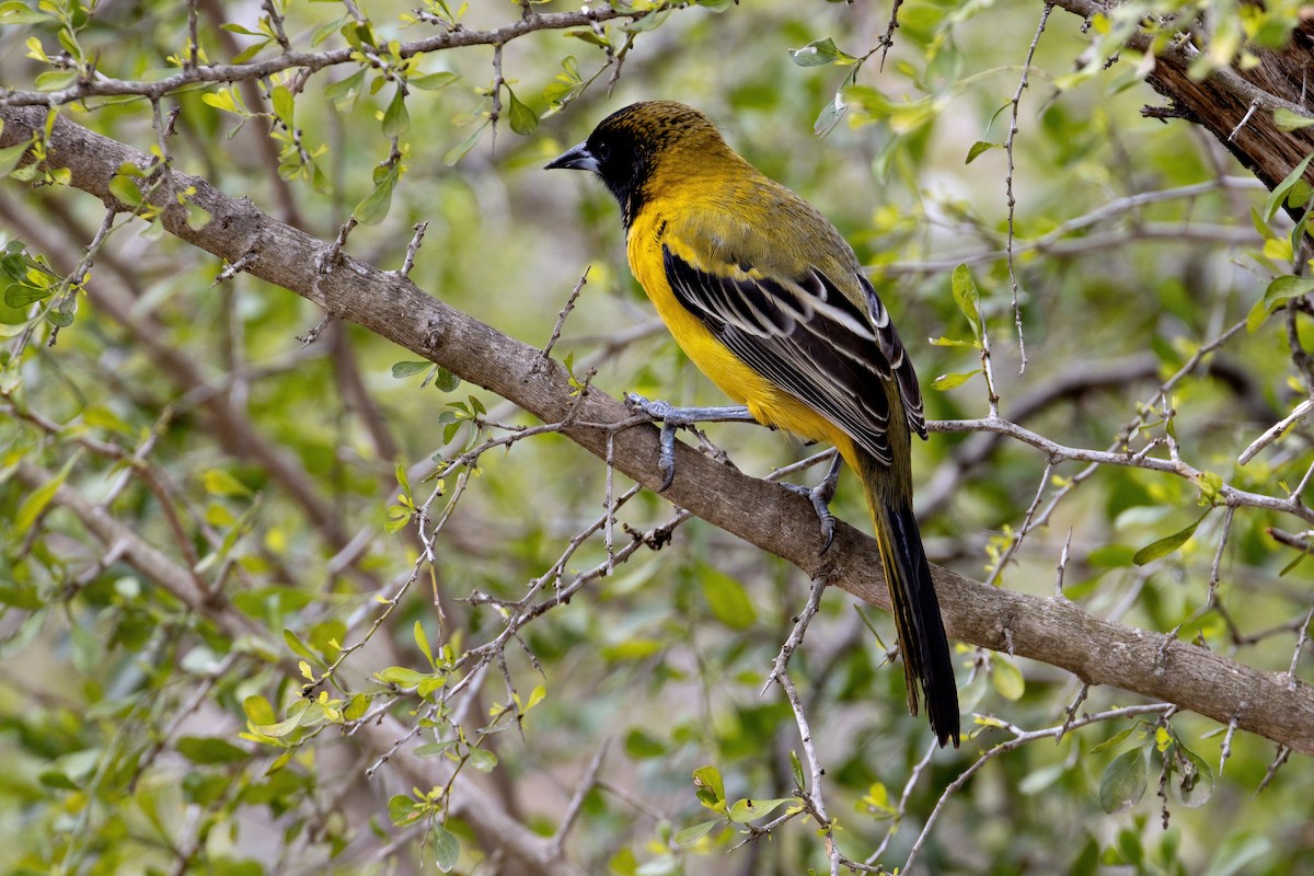 Audubon's Oriole - ML424953731