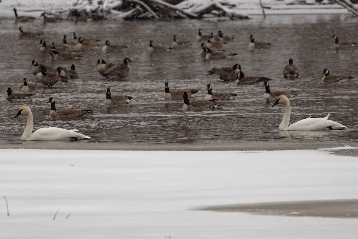Trumpeter Swan - ML424956441