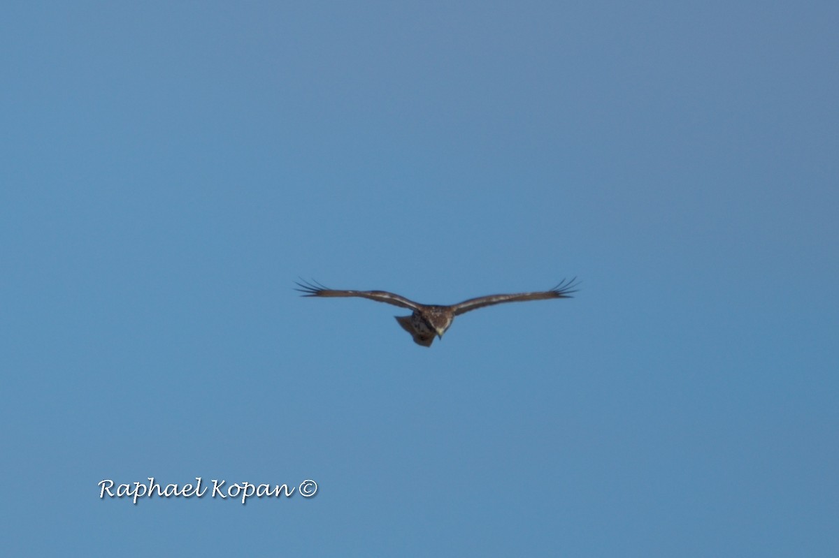 Red-tailed Hawk - ML424956481