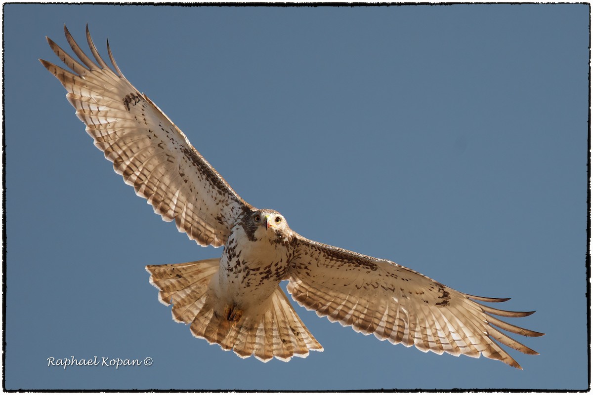 Red-tailed Hawk - ML424956621