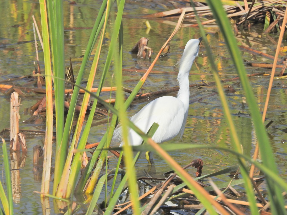 Snowy Egret - James Bozeman