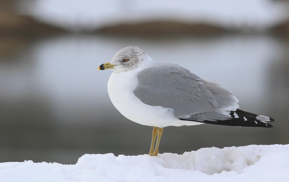 Ring-billed Gull - ML424956921