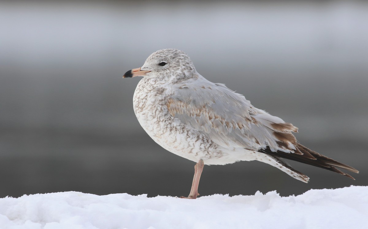 Ring-billed Gull - ML424957341