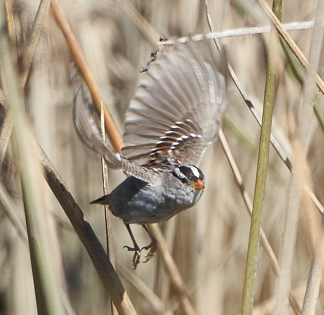 White-crowned Sparrow (Gambel's) - ML424958401