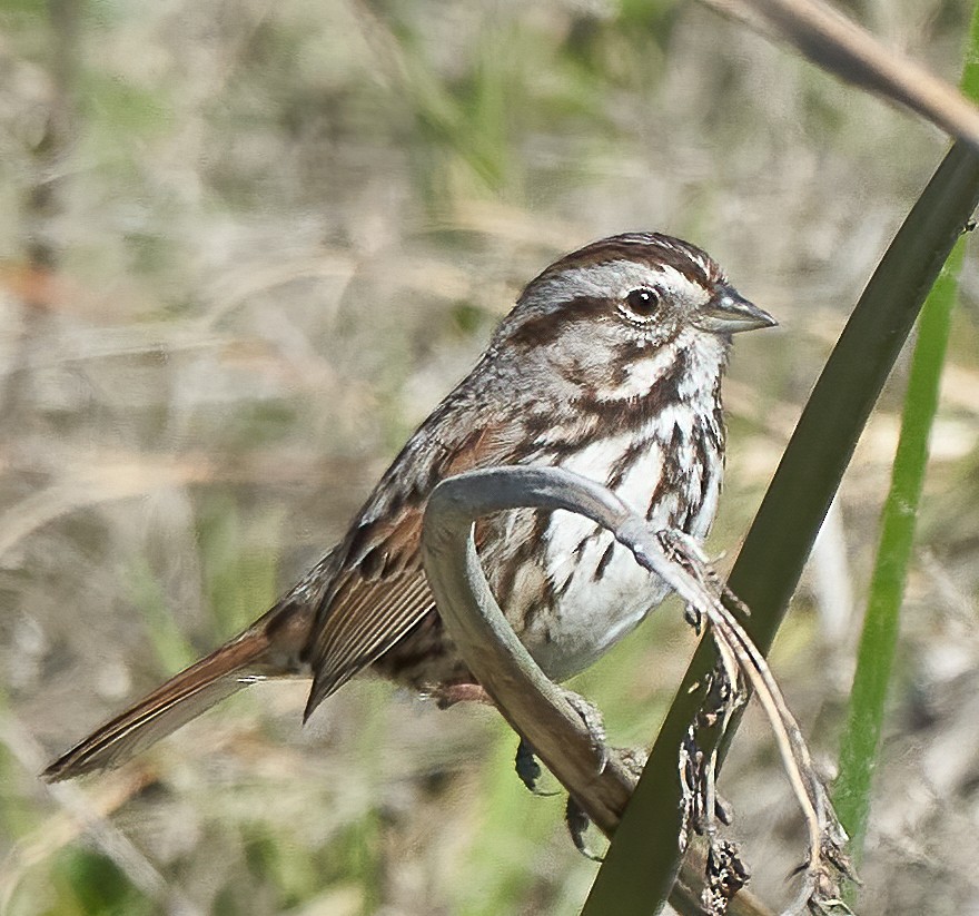 Song Sparrow - ML424958961