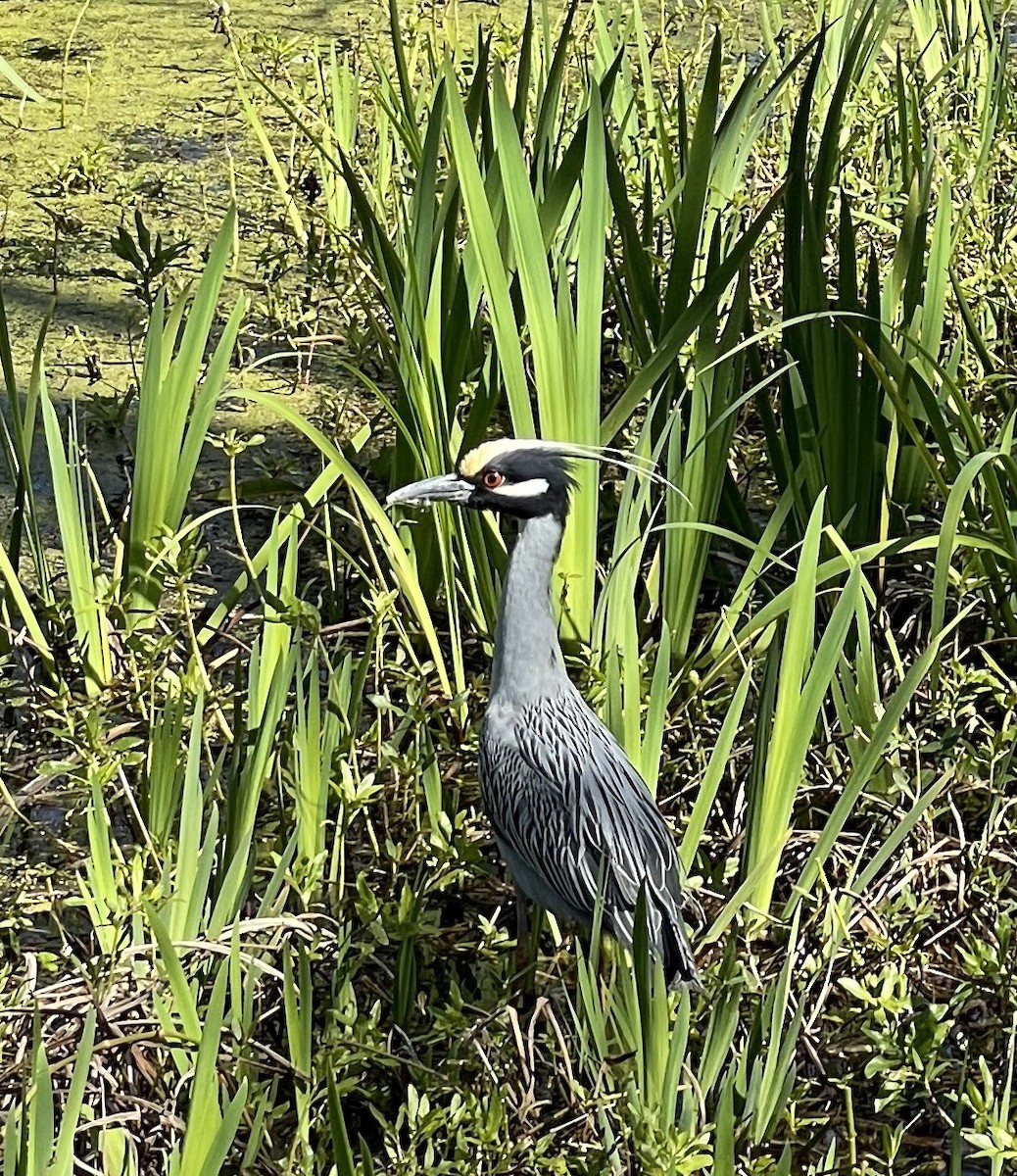 Yellow-crowned Night Heron - ML424958991