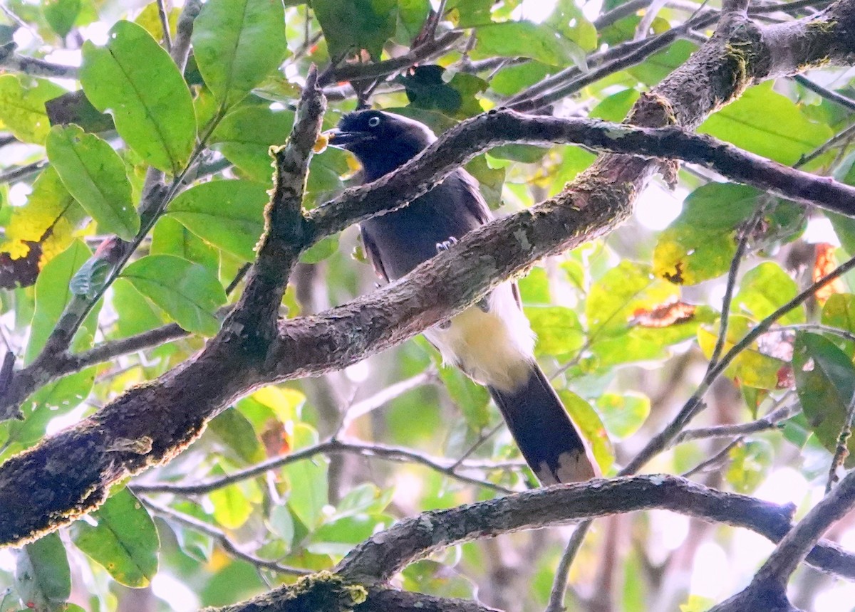 Azure-naped Jay - ML424959081