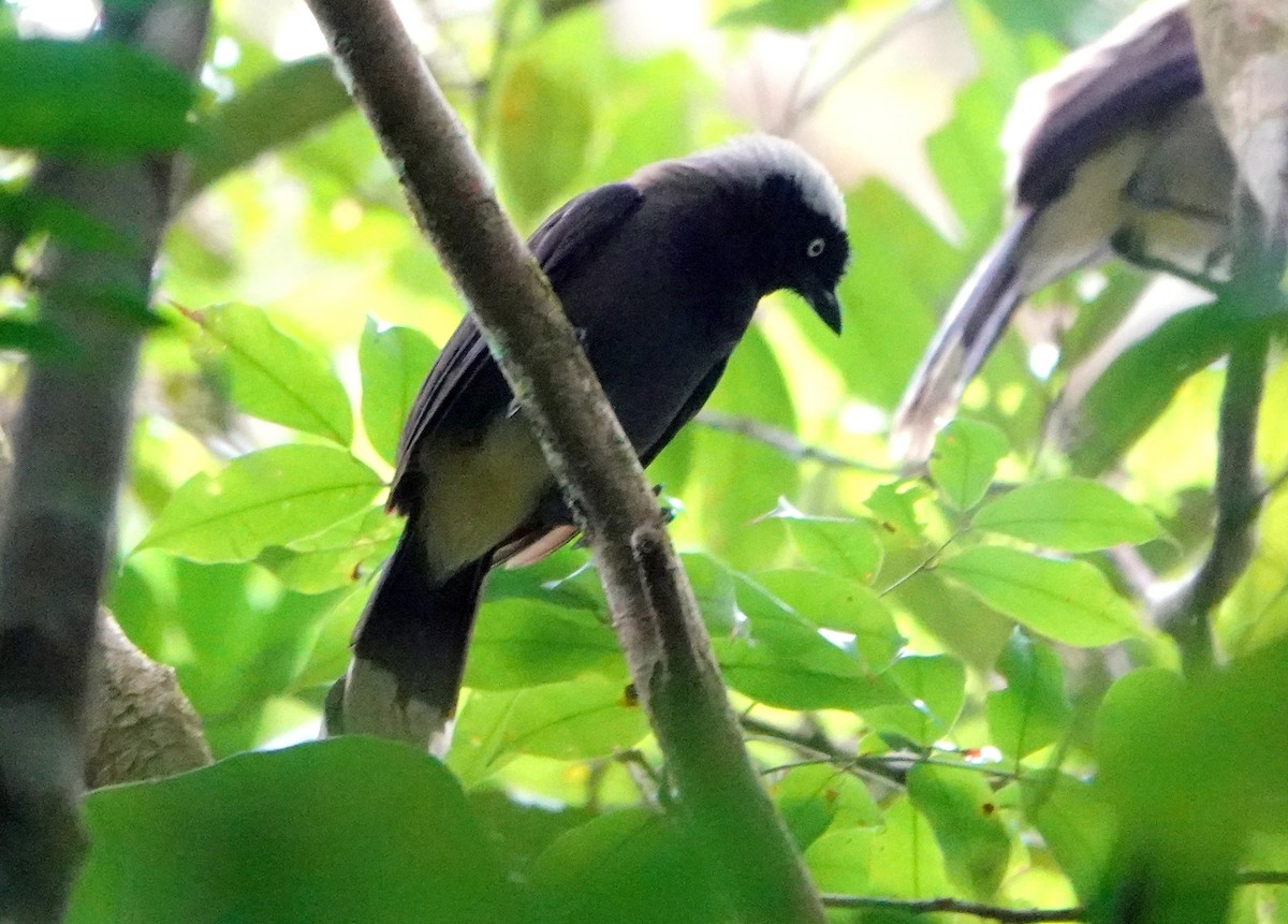 Azure-naped Jay - ML424959161