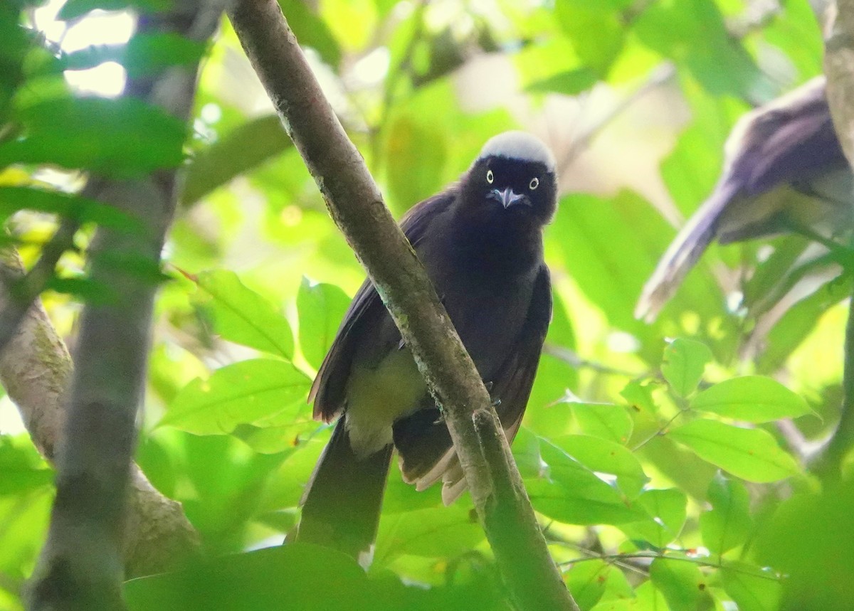 Azure-naped Jay - ML424959311
