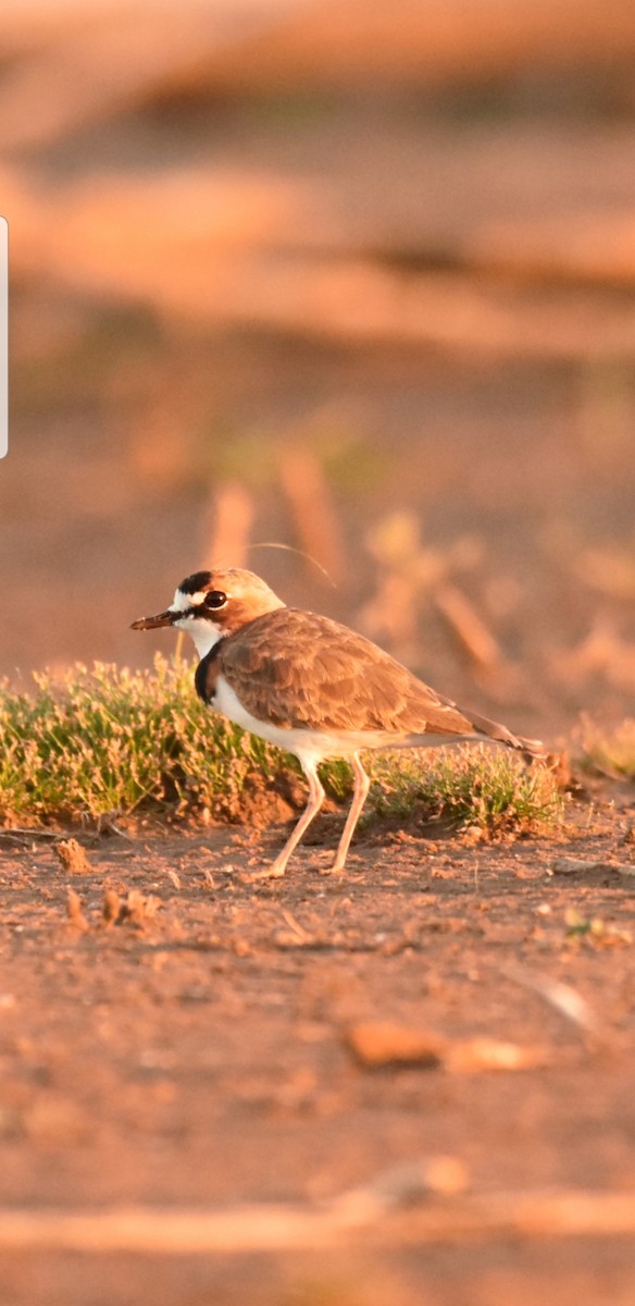 Collared Plover - ML424959361