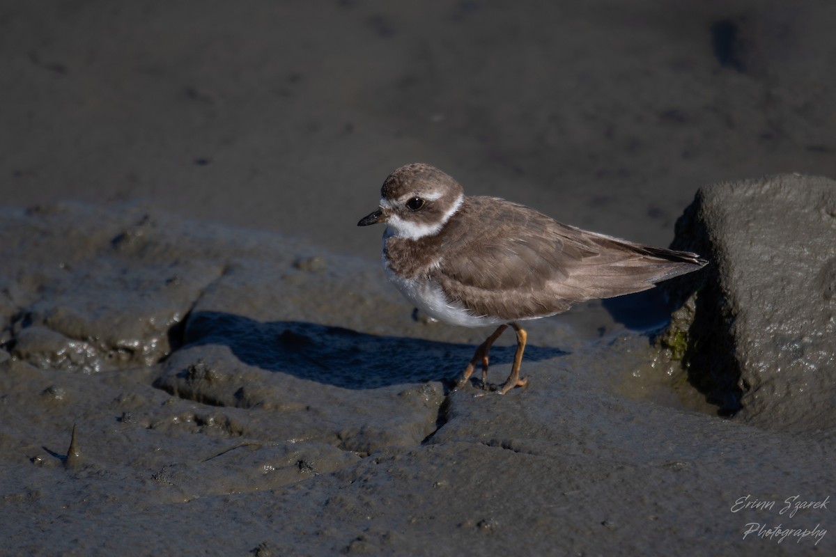 Semipalmated Plover - ML424960111