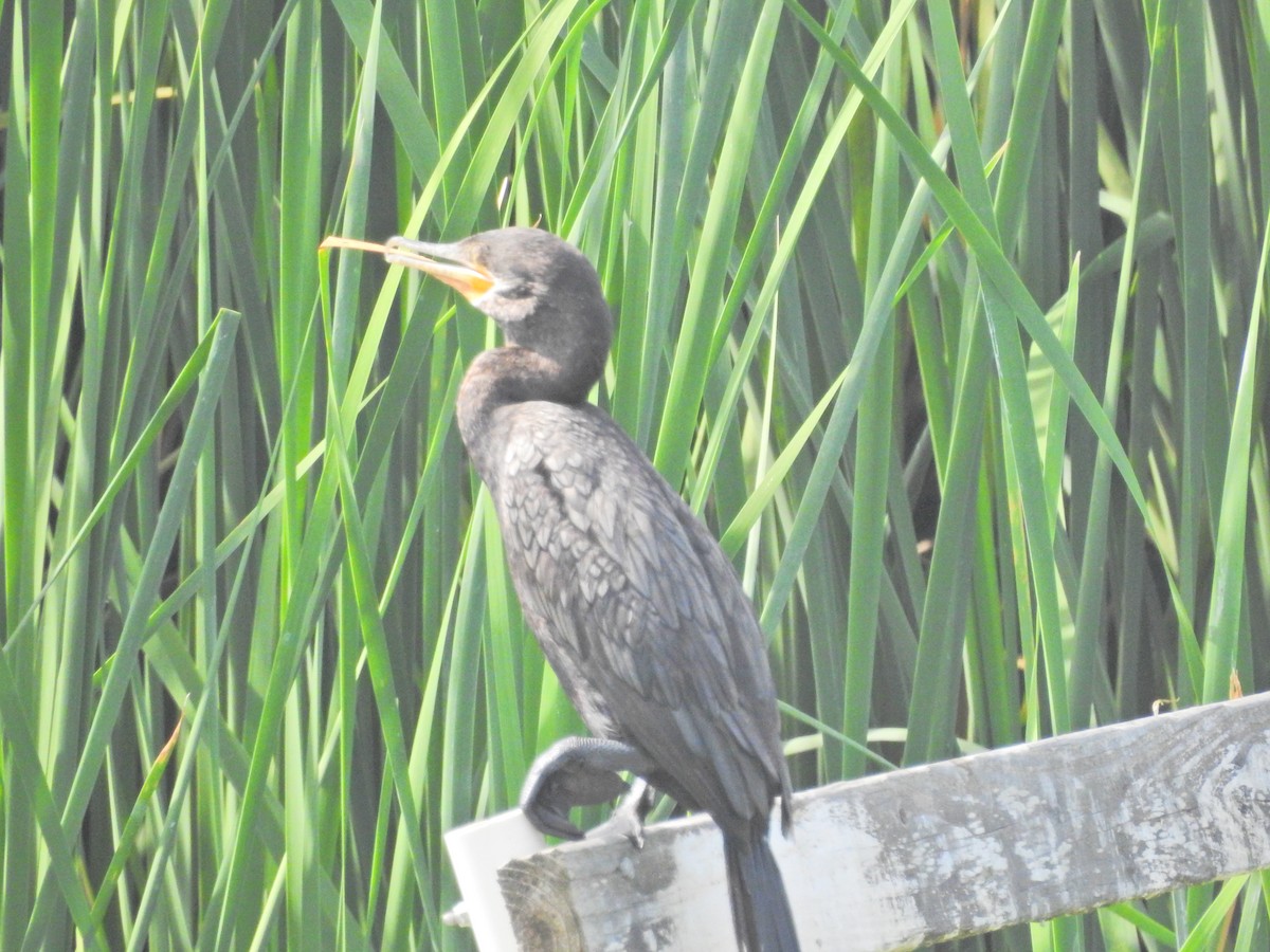 Neotropic Cormorant - James Bozeman