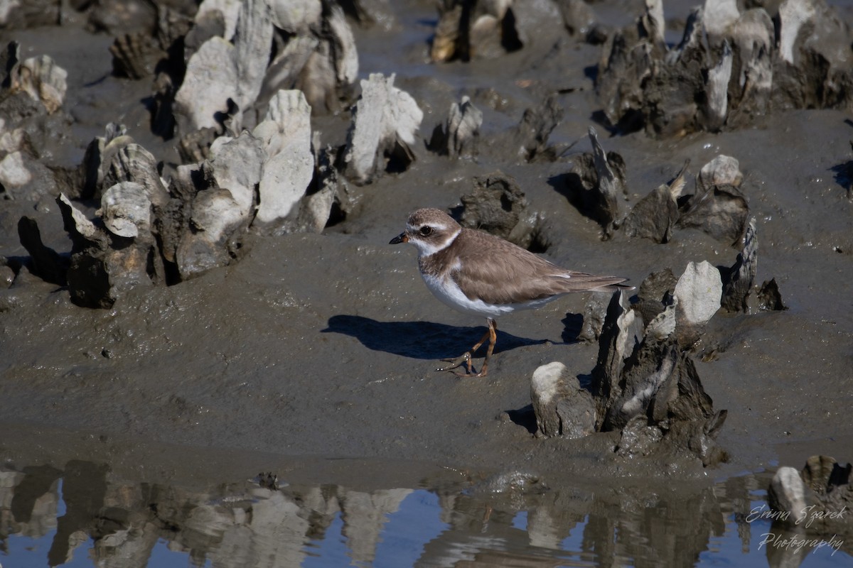 Semipalmated Plover - ML424960261