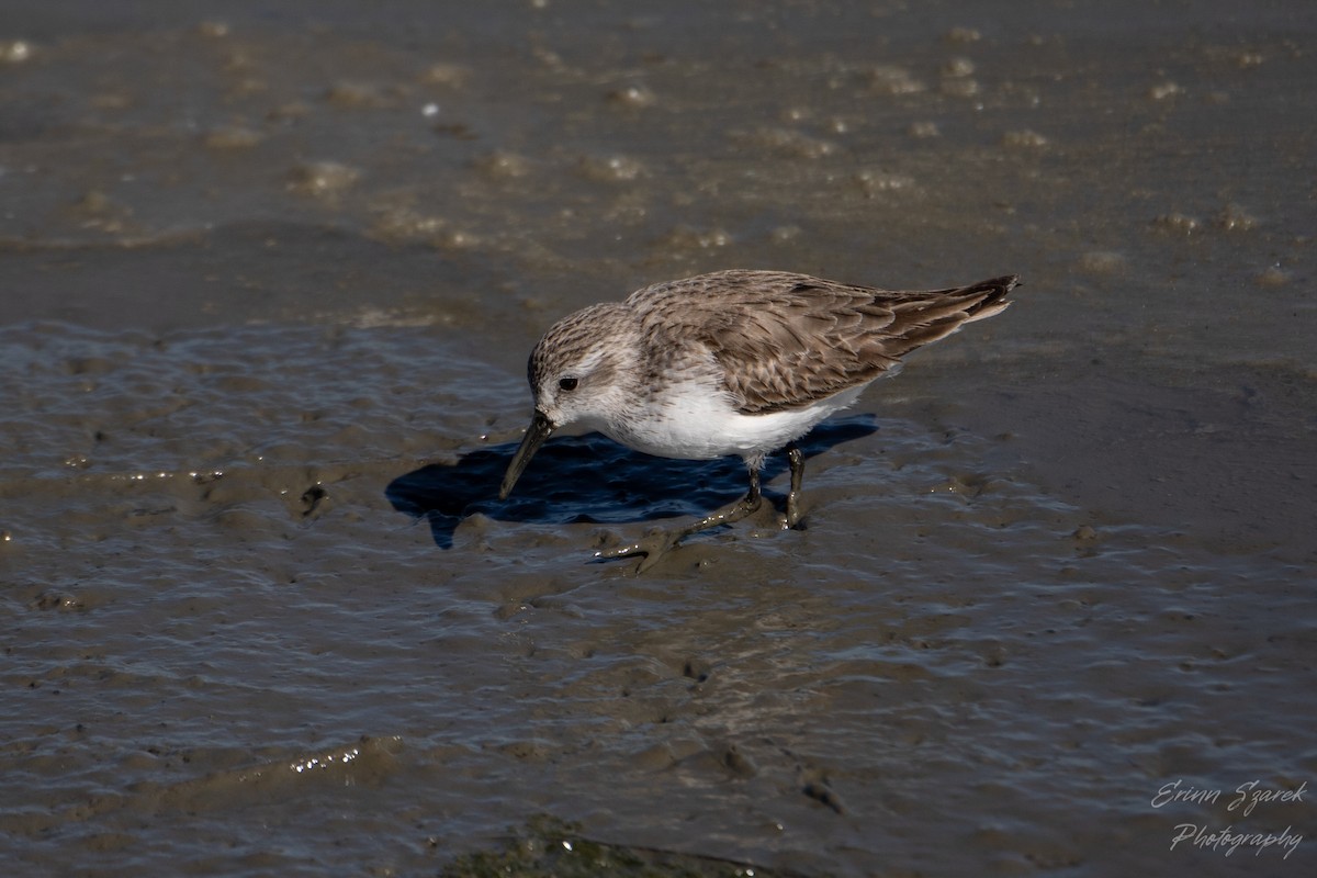 Alaska Kumkuşu - ML424960511