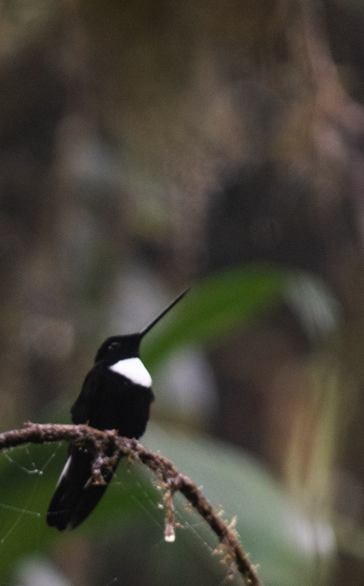 Collared Inca - ML424961551