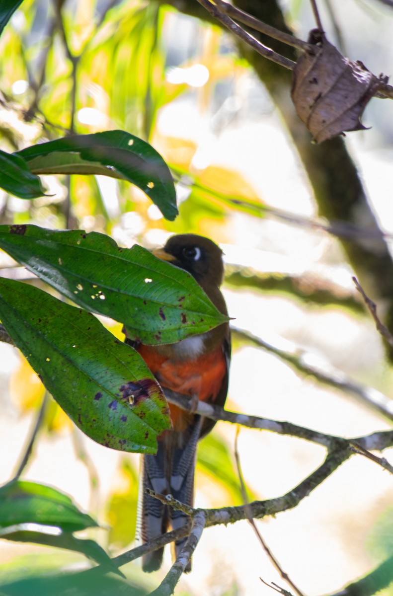 Trogon masqué - ML424961751