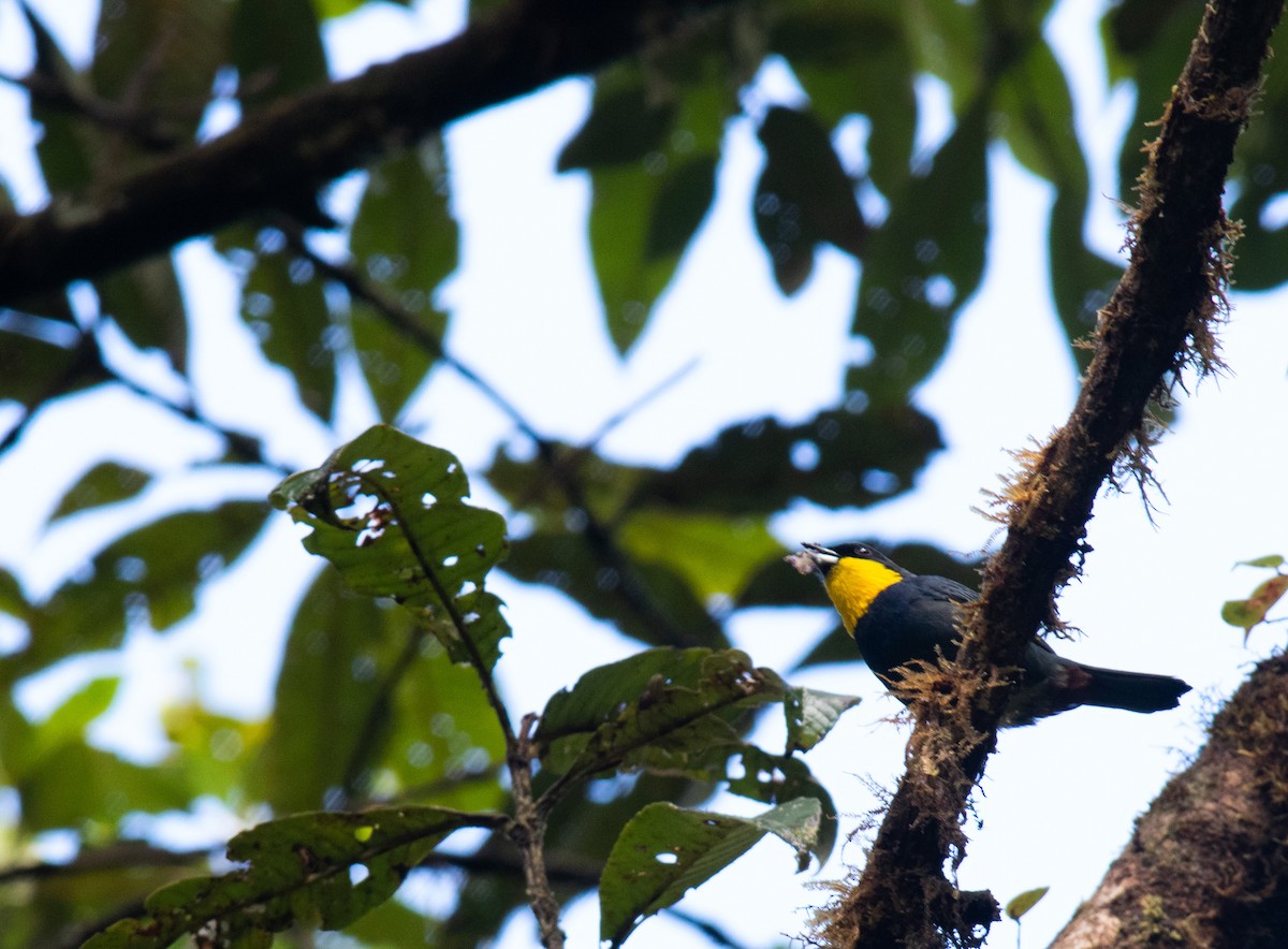 Purplish-mantled Tanager - ML424962341