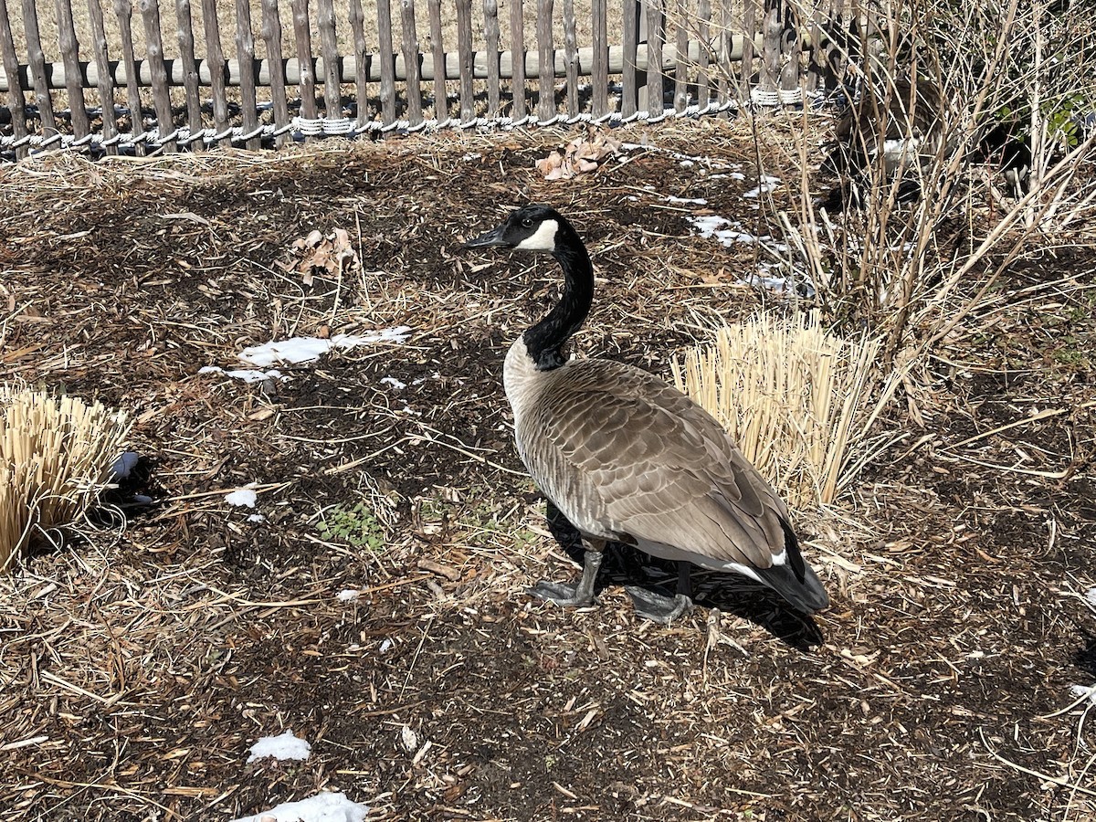 Canada Goose - ML424962771