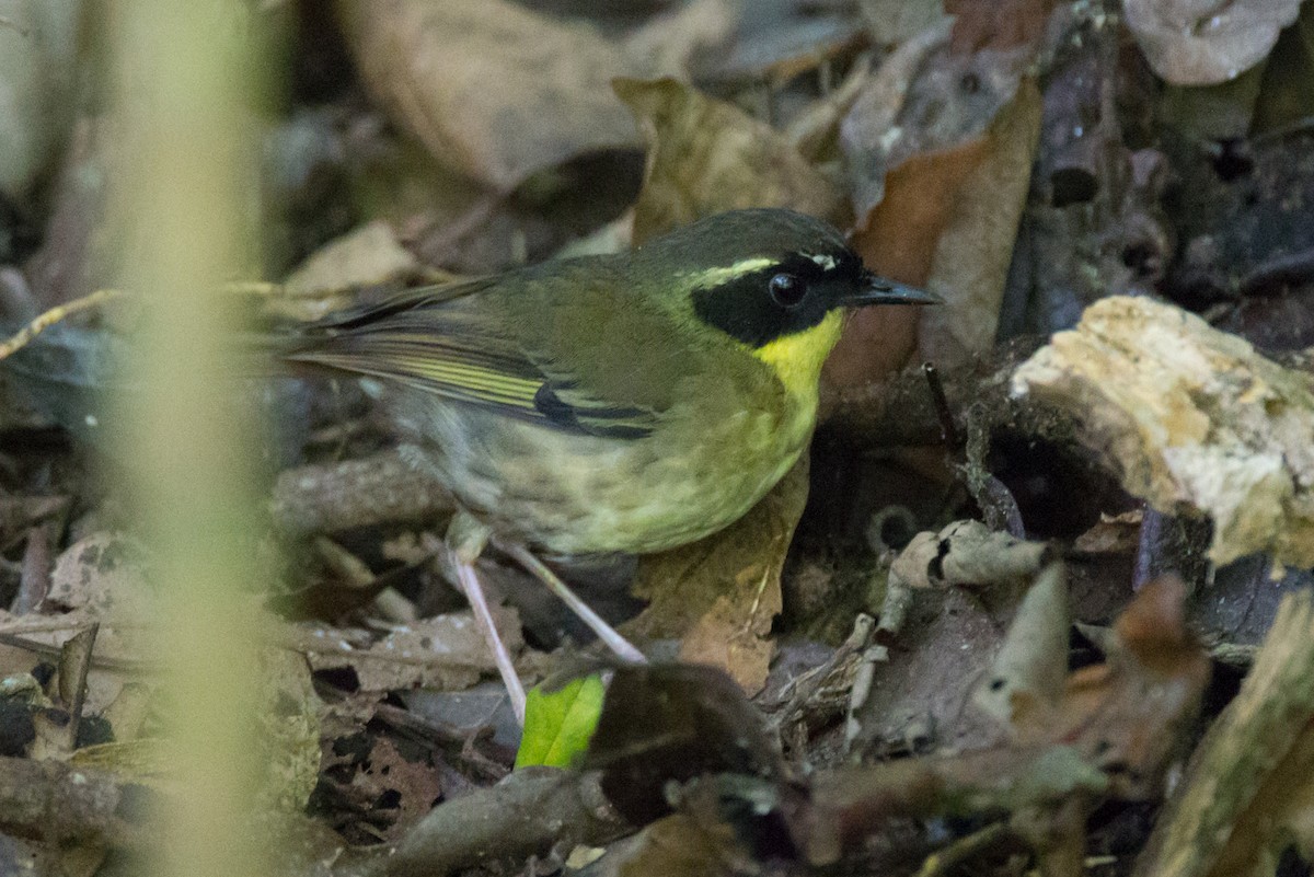 Yellow-throated Scrubwren - County Lister Brendan